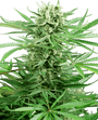 Papi Chulo OG (Sensi Seeds) feminisiert
