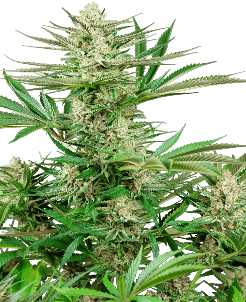 Malibu OG Gold (Sensi Seeds) feminisiert Cannabis Samen von Sensi Seeds