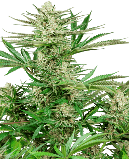 Malibu OG Gold (Sensi Seeds) feminisiert Cannabis Samen von Sensi Seeds