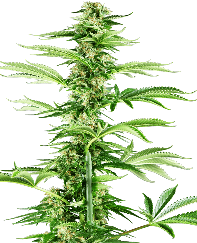 Honey Melon Haze (Sensi Seeds) feminisiert Cannabis Samen von Sensi Seeds