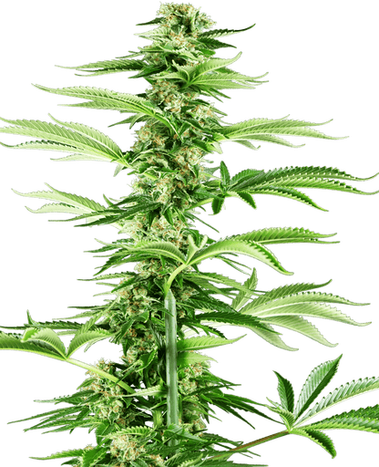 Honey Melon Haze (Sensi Seeds) feminisiert Cannabis Samen von Sensi Seeds
