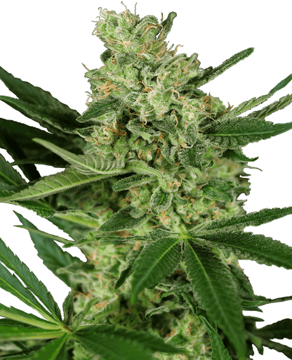 Pumpkin Spice (Sensi Seeds) feminisiert Cannabis Samen von Sensi Seeds
