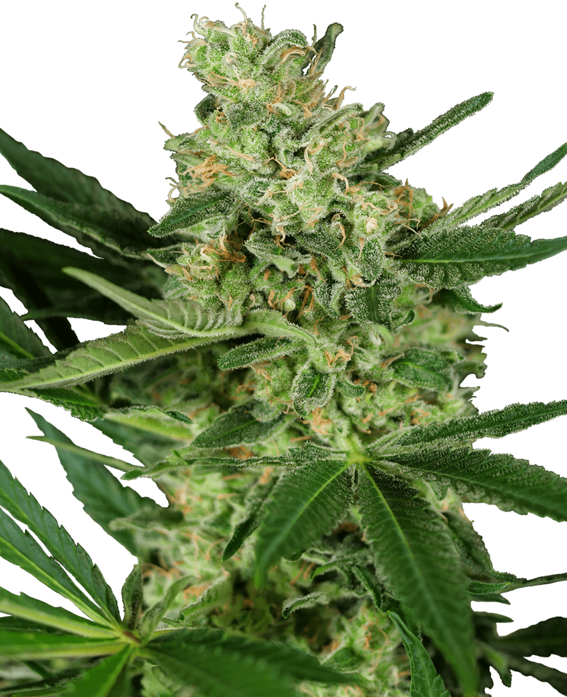 Pumpkin Spice (Sensi Seeds) feminisiert Cannabis Samen von Sensi Seeds