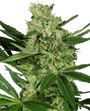 Pumpkin Spice (Sensi Seeds) Feminized