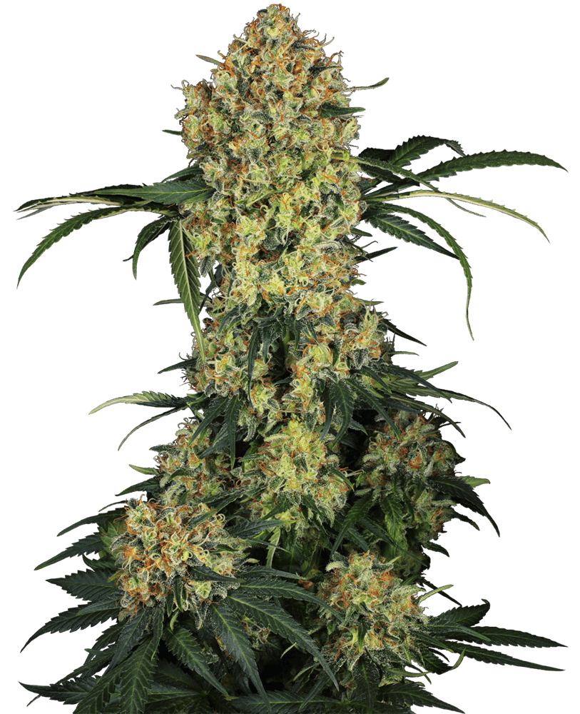 Aloha OG (Sensi Seeds) feminisiert Cannabis Samen von Sensi Seeds