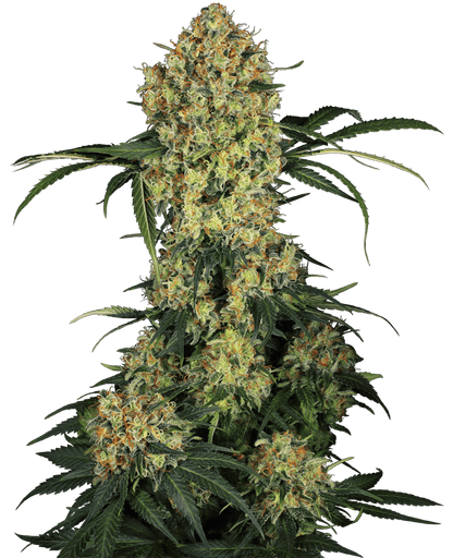 Aloha OG (Sensi Seeds) feminisiert Cannabis Samen von Sensi Seeds
