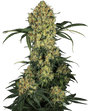 Aloha OG (Sensi Seeds) feminisiert