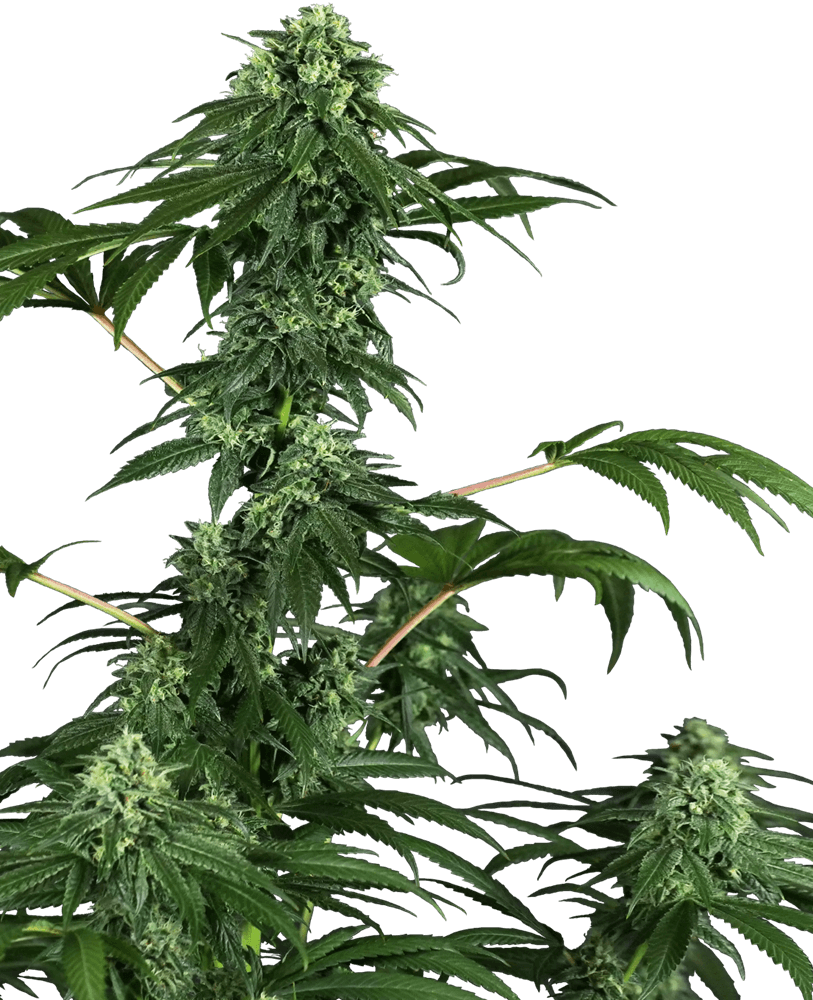 420 Punch (Sensi Seeds) feminisiert Cannabis Samen von Sensi Seeds