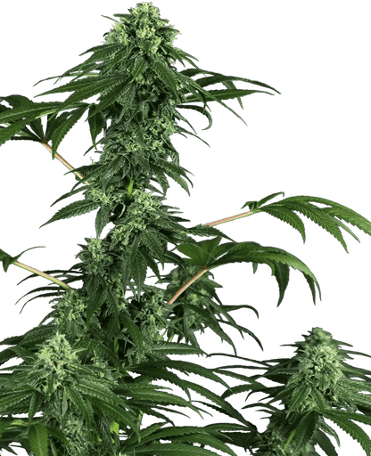 420 Punch (Sensi Seeds) feminisiert Cannabis Samen von Sensi Seeds