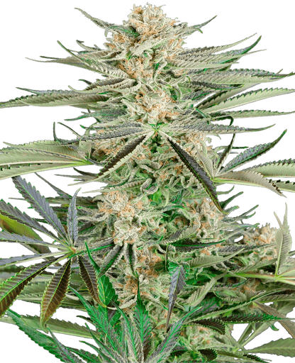 Screwdriver OG (Sensi Seeds) feminisiert Cannabis Samen von Sensi Seeds