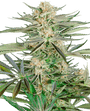 Screwdriver OG (Sensi Seeds) Feminized