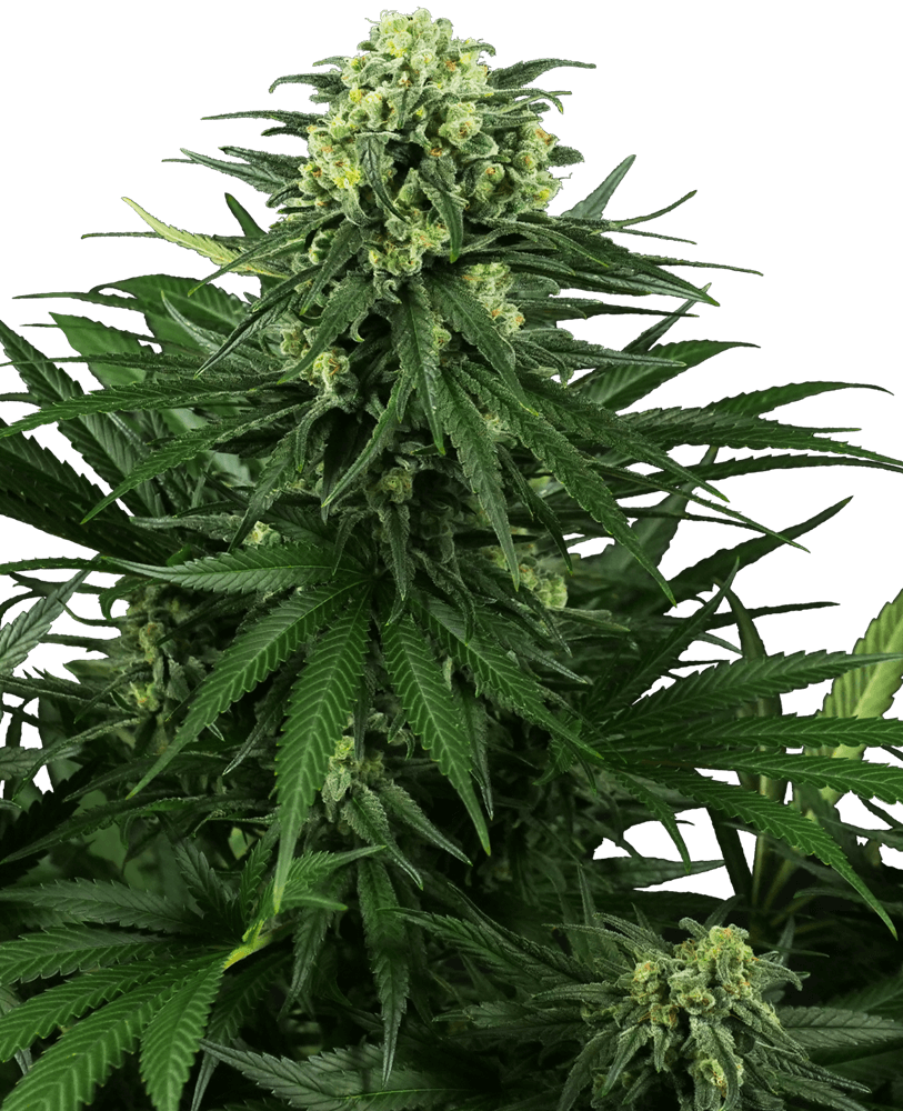 Honey Melon Kush (Sensi Seeds) feminisiert Cannabis Samen von Sensi Seeds