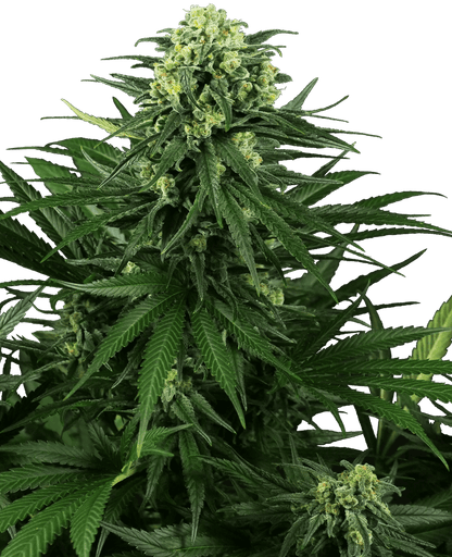 Honey Melon Kush (Sensi Seeds) feminisiert Cannabis Samen von Sensi Seeds