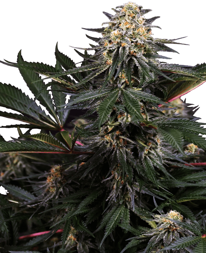 Lockdown Kush (Sensi Seeds) feminisiert Cannabis Samen von Sensi Seeds