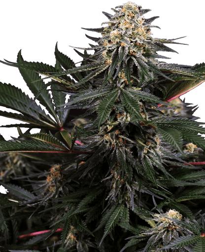 Lockdown Kush (Sensi Seeds) feminisiert Cannabis Samen von Sensi Seeds