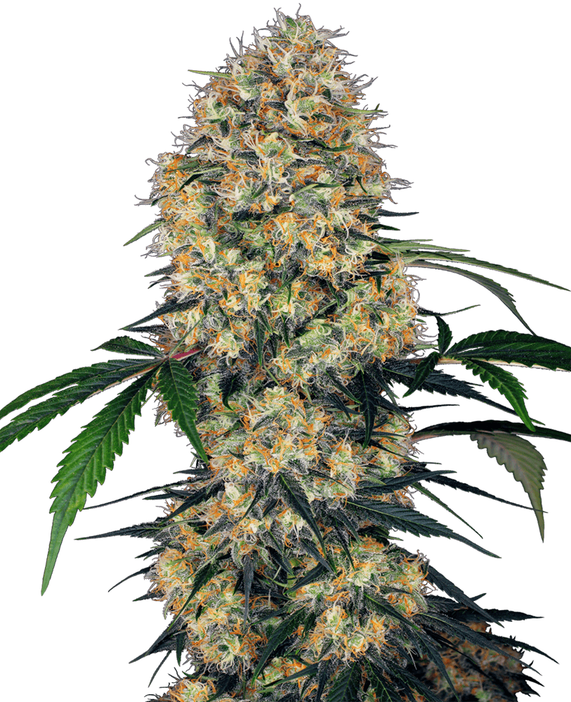 Sensi Amnesia XXL Auto (Sensi Seeds) Cannabis Samen von Sensi Seeds