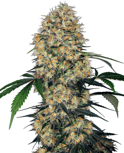 Sensi Amnesia XXL Auto (Sensi Seeds) Cannabis Samen von Sensi Seeds