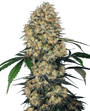 Sensi Amnesia XXL Auto (Sensi Seeds)