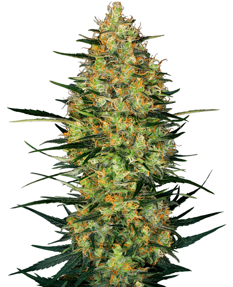 Caramellow Kush Auto (Sensi Seeds) Cannabis Samen von Sensi Seeds
