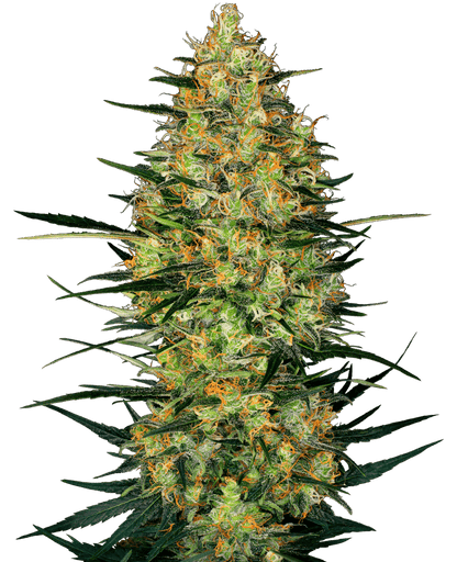 Caramellow Kush Auto (Sensi Seeds) Cannabis Samen von Sensi Seeds