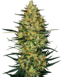 Caramellow Kush Auto (Sensi Seeds)