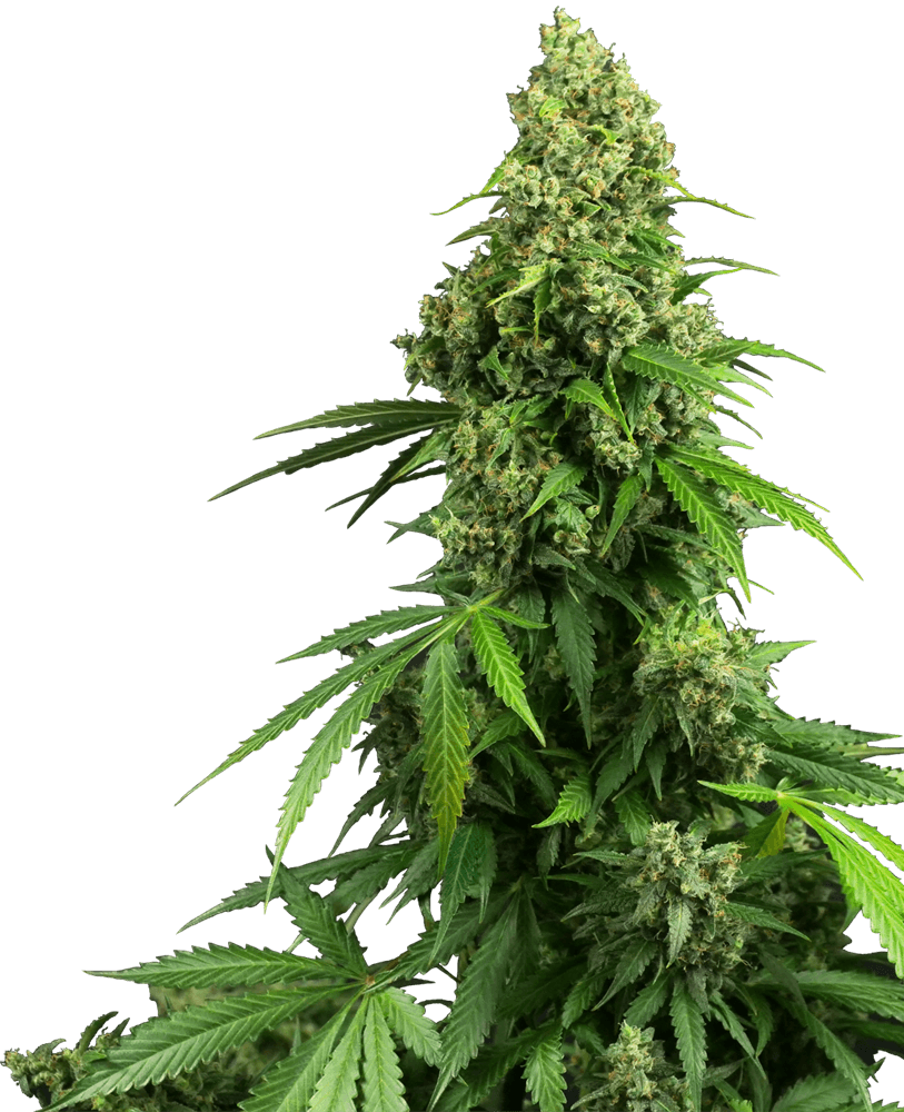 Honey Melon Kush Auto (Sensi Seeds) Cannabis Samen von Sensi Seeds