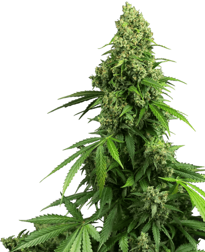 Honey Melon Kush Auto (Sensi Seeds) Cannabis Samen von Sensi Seeds