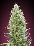 Amnesia Fast (Advanced Seeds) feminisiert Cannabis Samen von Advanced Seeds