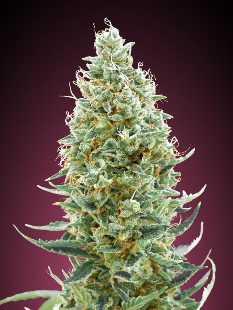 Amnesia Fast (Advanced Seeds) feminisiert Cannabis Samen von Advanced Seeds