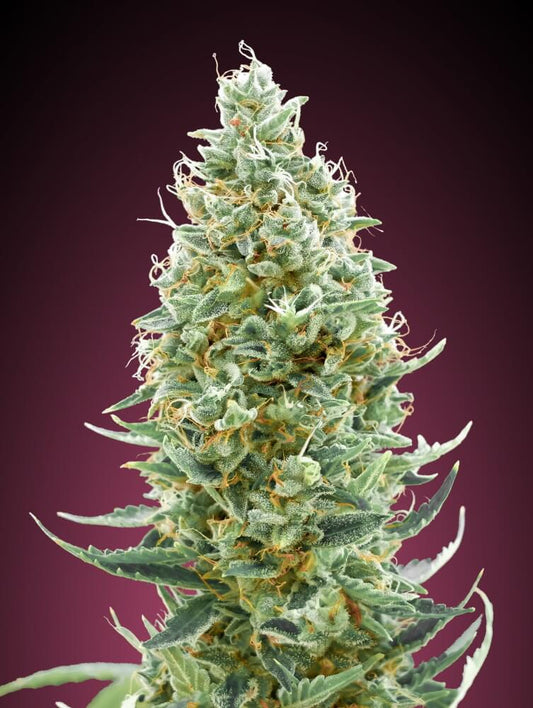 Amnesia Fast (Advanced Seeds) feminisiert Cannabis Samen von Advanced Seeds