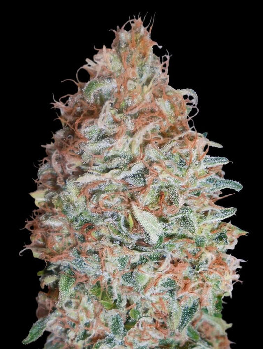 Banana Cookies (Advanced Seeds) feminisiert Cannabis Samen von Advanced Seeds