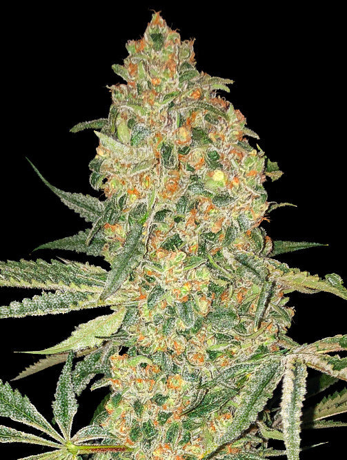 Bruce Banner (Advanced Seeds) feminisiert Cannabis Samen von Advanced Seeds