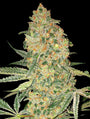 Bruce Banner (Advanced Seeds) feminisiert
