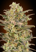 Somango Glue (Advanced Seeds) feminisiert Cannabis Samen von Advanced Seeds