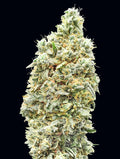 Strawberry Banana Fast (Advanced Seeds) feminisiert Cannabis Samen von Advanced Seeds