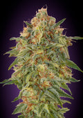 Zkittlez (Advanced Seeds) feminisiert Cannabis Samen von Advanced Seeds