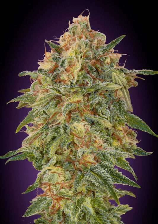 Zkittlez (Advanced Seeds) feminisiert Cannabis Samen von Advanced Seeds