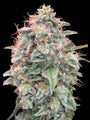 Banana Cookies Auto (Advanced Seeds) autoflowering