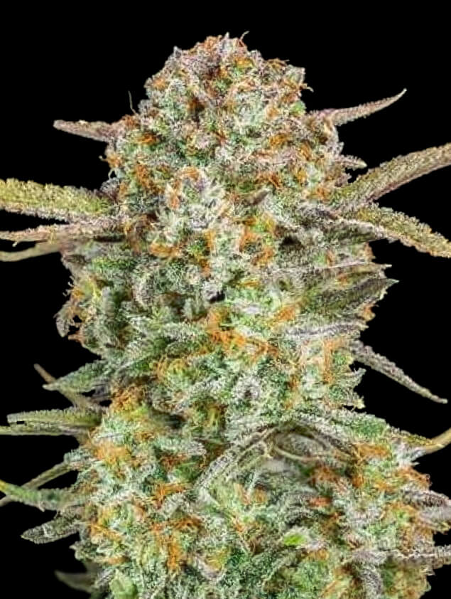 Bruce Banner XXL Auto (Advanced Seeds) autoflowering Cannabis Samen von Advanced Seeds
