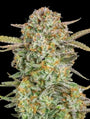 Bruce Banner XXL Auto (Advanced Seeds) autoflowering
