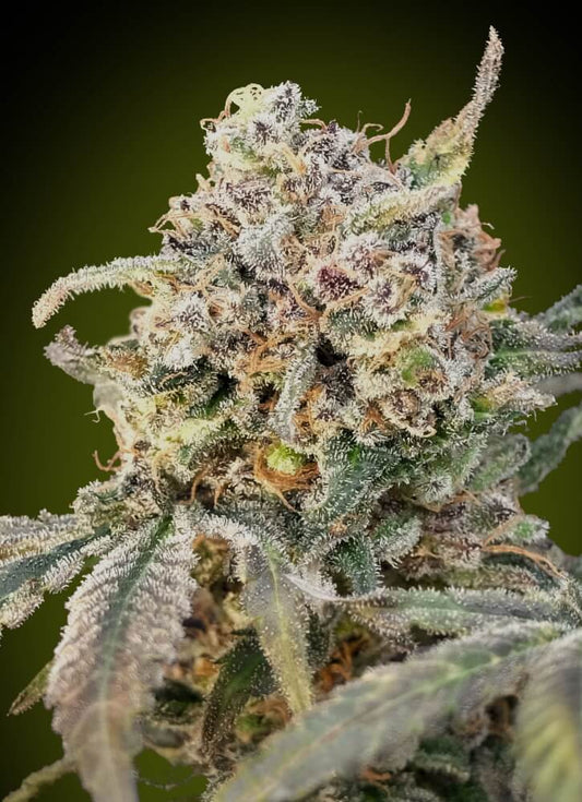 Somango Glue Auto (Advanced Seeds) autoflowering Cannabis Samen von Advanced Seeds