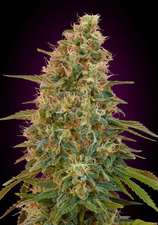 Zkittlez Auto (Advanced Seeds) autoflowering Cannabis Samen von Advanced Seeds