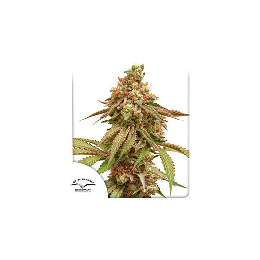 Tropical Tangie (Dutch Passion) feminisiert Cannabis Samen von Dutch Passion