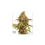 Tropical Tangie (Dutch Passion) feminisiert