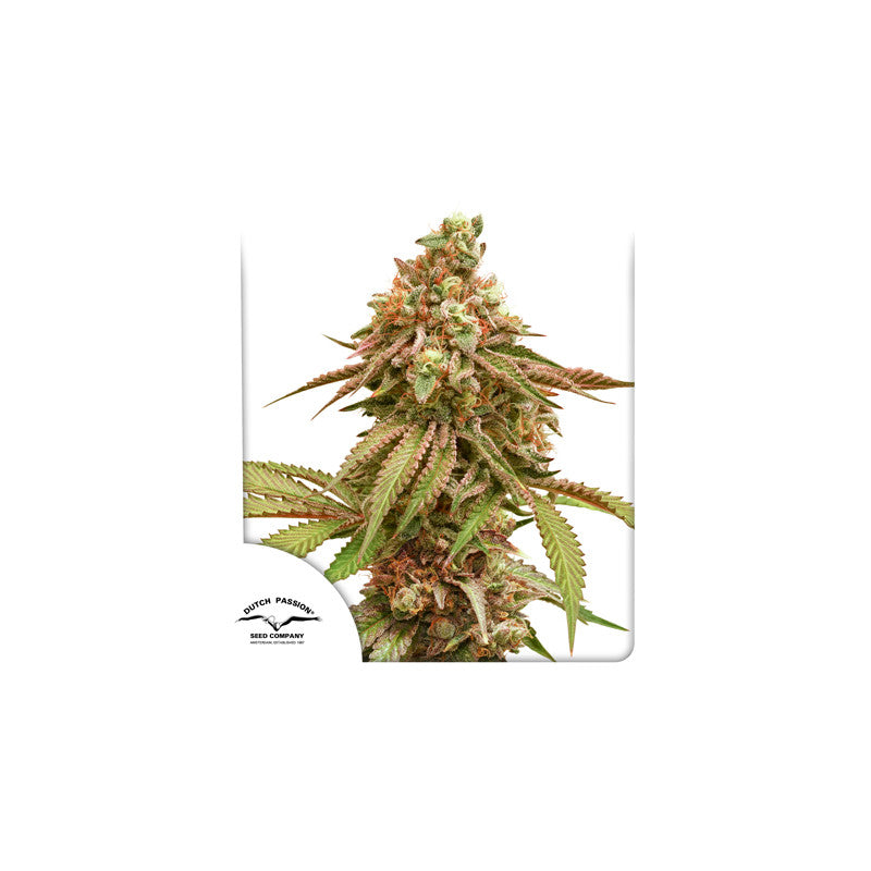 Tropical Tangie (Dutch Passion) feminisiert Cannabis Samen von Dutch Passion