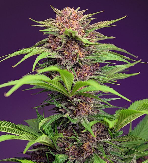 Red Mimosa XL Auto (Sweet Seeds) Cannabis Samen von Sweet Seeds