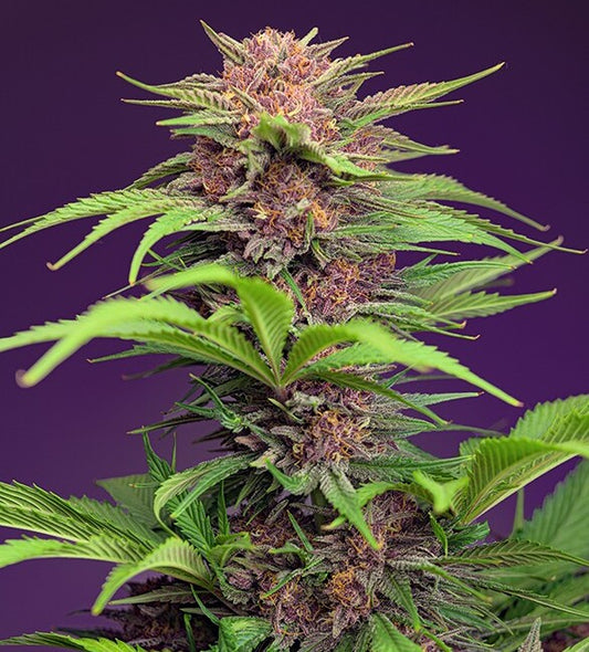 Red Mimosa XL Auto (Sweet Seeds) Cannabis Samen von Sweet Seeds