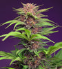 Red Mimosa XL Auto (Sweet Seeds)