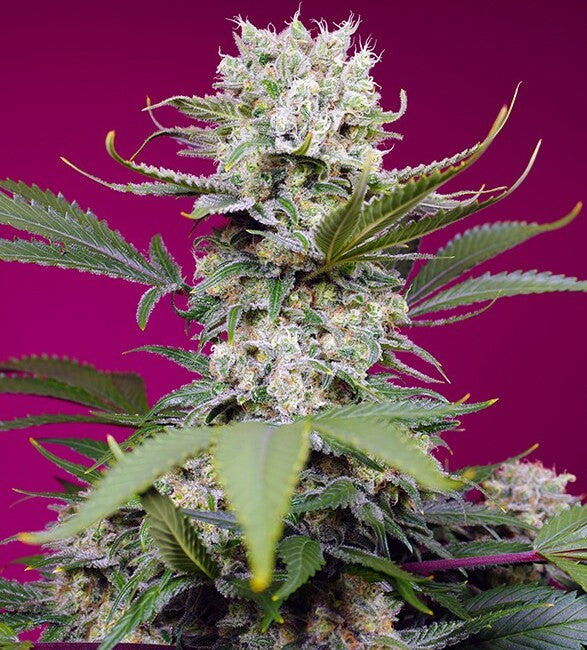 Sweet Mandarine Zkittlez XL Auto (Sweet Seeds) Cannabis Samen von Sweet Seeds