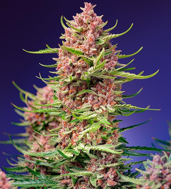 Strawberry Cola Sherbet F1 Fast Version (Sweet Seeds) feminisiert Cannabis Samen von Sweet Seeds